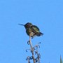 Hummingbird Photo: IMG_0619 - Copy